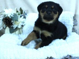 frida 17